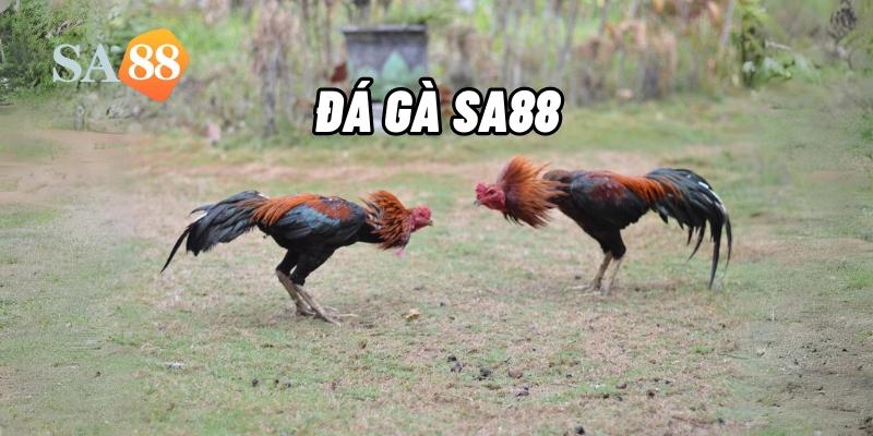 Đá gà SA88 sảnh cược chất lượng cao