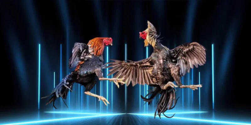 Đá Gà MB66 – Đấu Trường Cực Đỉnh, Kèo Cược Siêu Gắt